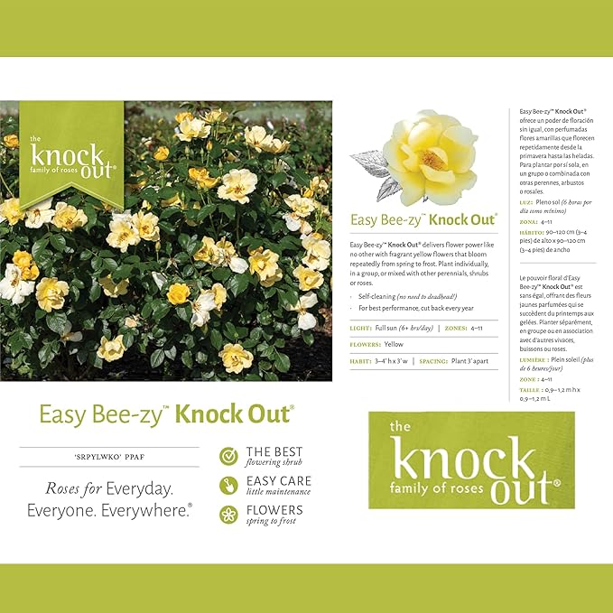 1 Gallon Knock Out Easy Bee-zy Rose Plant with Bright Yellow Flowers