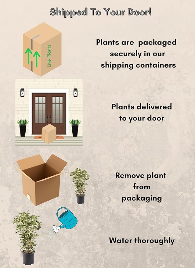 2.25 Gal. Tea Olive Osmanthus