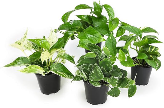Altman Plants, Live Pothos Plants (4PK) Indoor Plants Live Houseplants, Pothos Live Plant House Plants Indoors Live Plants, Money Plant Indoor Pothos Plant Decor, Devils Ivy Trailing Plants Live