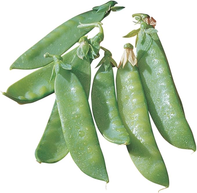 Burpee Mammoth Melting Sugar Pea Seeds 225 seeds