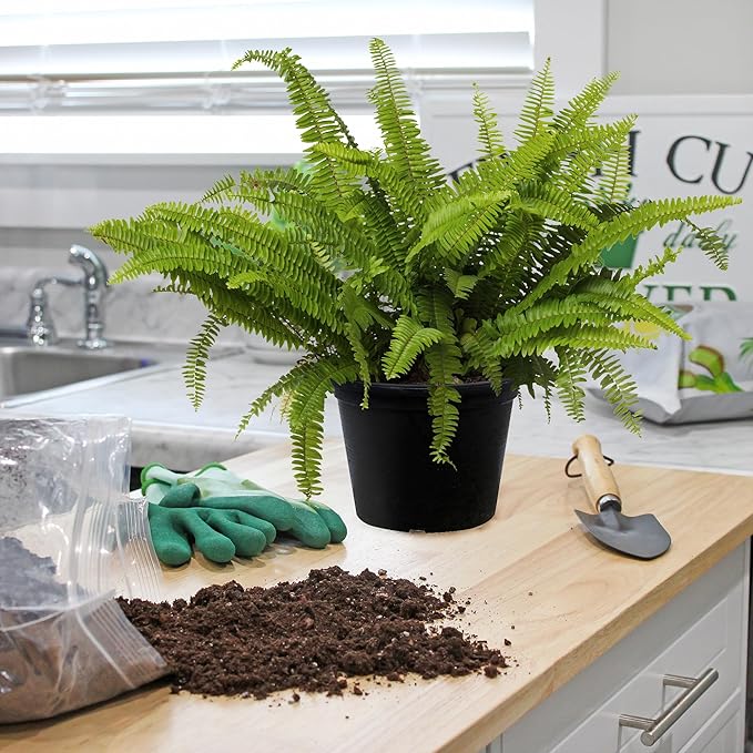 Fern Plant Potting Soil Mix (4 Quarts), Custom Hand Blended Mixture for Indoor/Outdoor Container Gardening