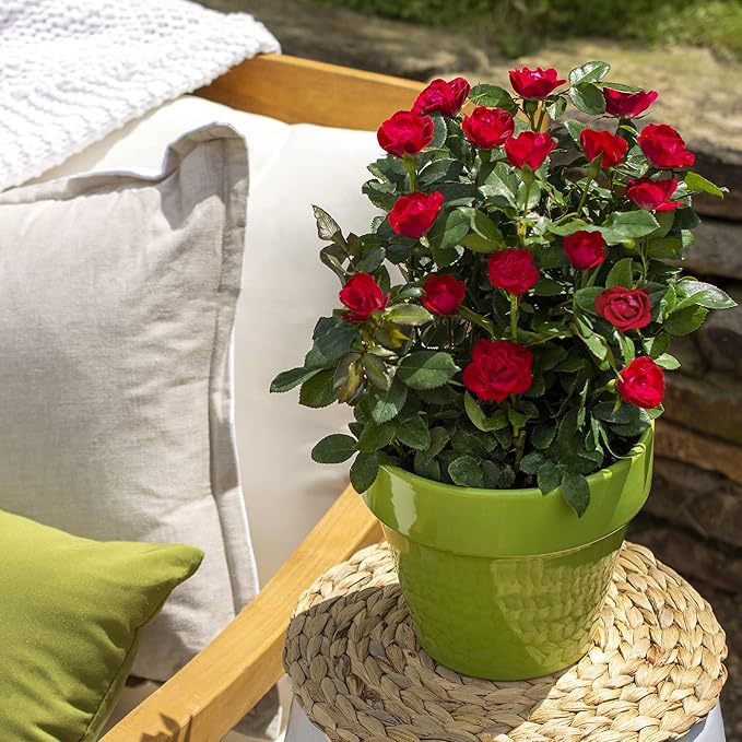 2 Quart Knock Out Rose Petite Shrub