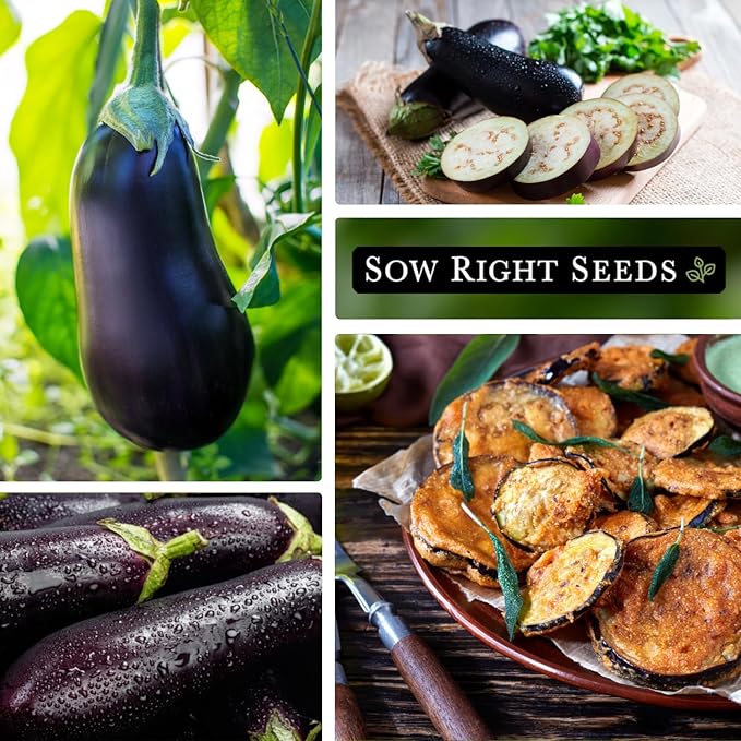 Sow Right Seeds - Black Beauty Eggplant Seed for Planting - Non-GMO Heirloom Packet with Instructions to Plant an Outdoor Home Vegetable Garden - Large Round Fruits, Deep Purple Variety (3)