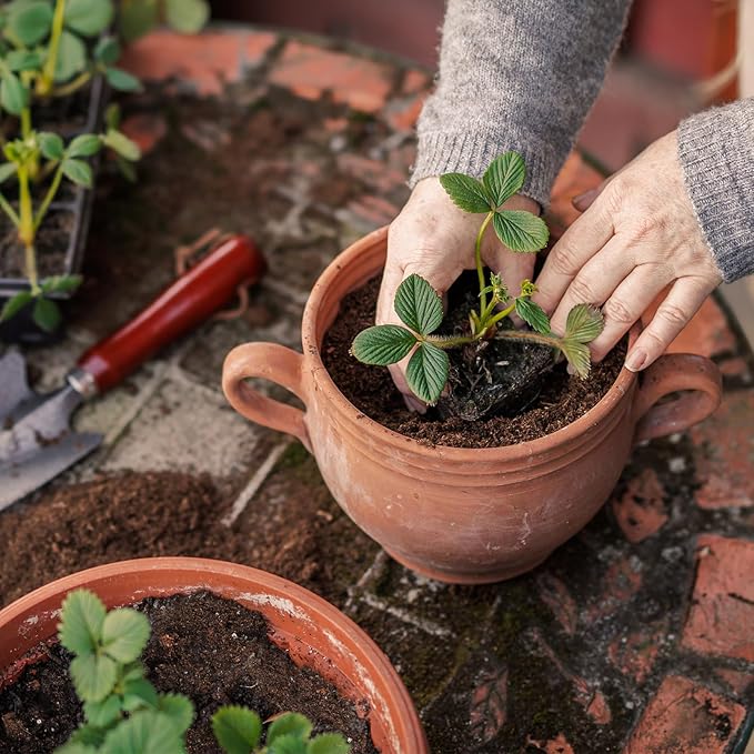 Organic Strawberry Soil Mix 4qt, Indoor Plants Potting Mix for All Potted Strawberry, Grow Healthy houseplants Indoors