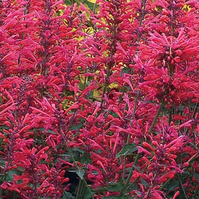 CHUXAY GARDEN Agastache Heather Queen Seed 60 Seeds Hummingbird Mint Perennial Herb Plant Highly Fragrant Makes Great Edging