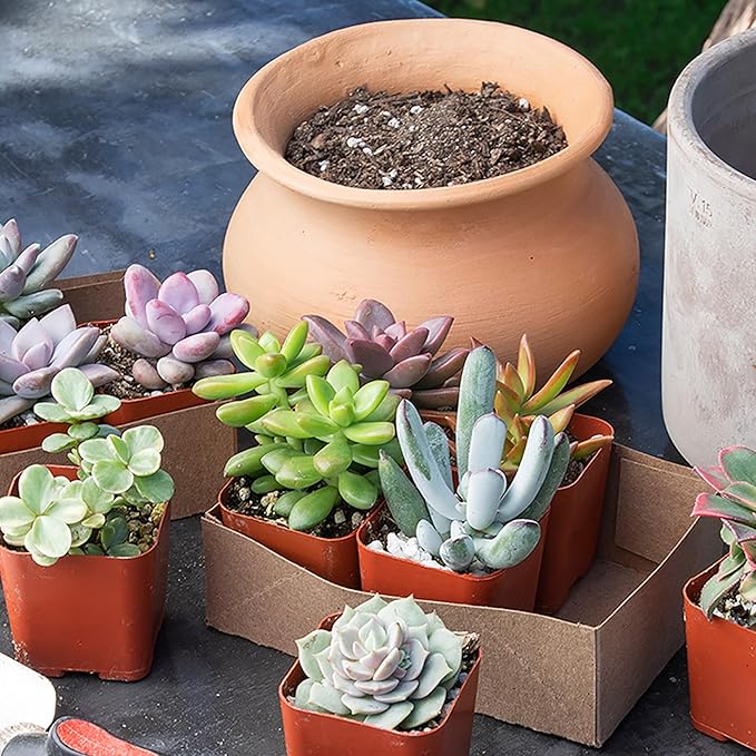 Altman Plants, Bulk Succulents Plants Live Houseplants (20PK), Live Succulents Live Plants Live House Plants Indoors Live, Live Cactus Plants Live Succulent Plants Live Indoor Plants Live Houseplants