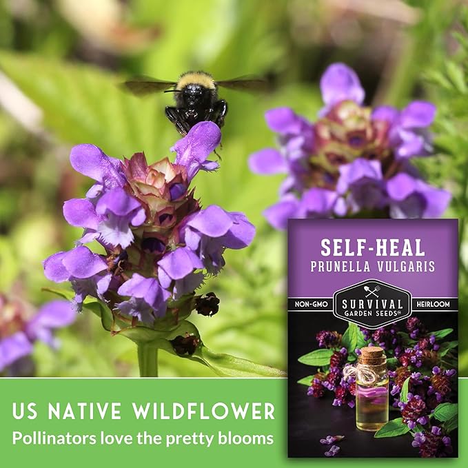 Survival Garden Seeds Selfheal Seed for Planting - 2 Packs with Instructions to Plant & Grow All-Heal Perennial Herb Plants in Your Home Flower & Herb Garden - Non-GMO Heirloom Variety