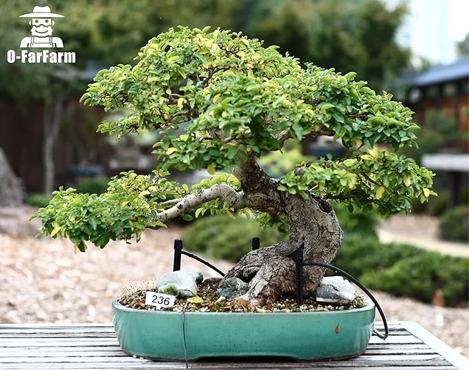 Bonsai Soil Mix Ready to Use 10 qt, Fast Draining All Purpose Potting Soil for Bonsai Tree, Ideal for Root Development, Made from Akadama, Lava Rock, Pumice and Pine Barks