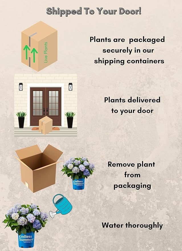 Endless Summer Original Hydrangea, 1 Gal, Blue