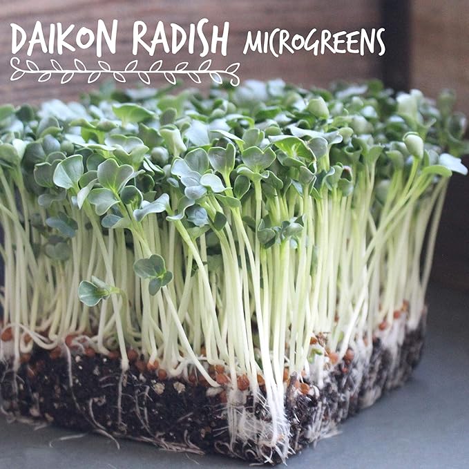 Handy Pantry Organic Radish Sprouting Seeds | 4oz. Non-GMO Daikon Radish Seeds | Radish Seeds For Planting, Sprouting, & Microgreens