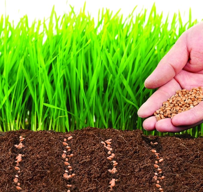 ZeeDix 50pcs 50mm Coco Coir Pellets, Compressed Soil Pellets Coconut Coir Seed Starter Discs Seed Starting Pellets Soil Discs Potting Soil for Outdoor Plants Flowers Bonsai Herbs and Vegetables