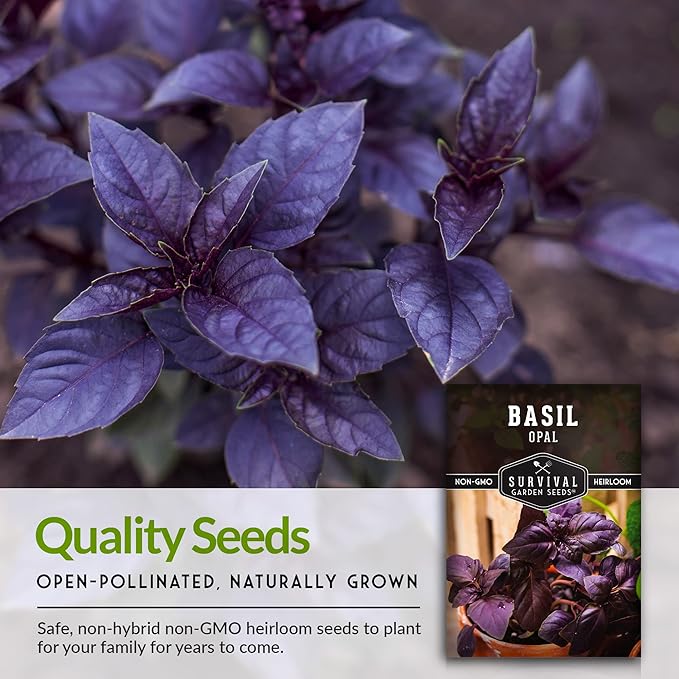 Survival Garden Seeds - Opal Basil Seed for Planting - 3 Packs with Instructions to Plant and Grow Delicious & Unique Purple Basil Herb Plants in Your Home Vegetable Garden - Non-GMO Heirloom Variety