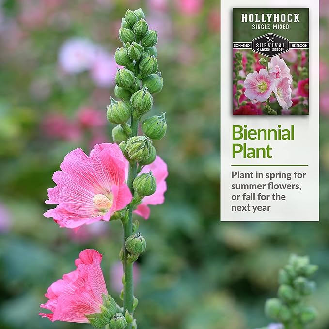 Survival Garden Seeds - Single Mixed Hollyhock Seed for Planting - 5 Packs with Instructions to Plant and Grow Colorful Spikes of Flowers in Your Home Vegetable Garden - Non-GMO Heirloom Variety