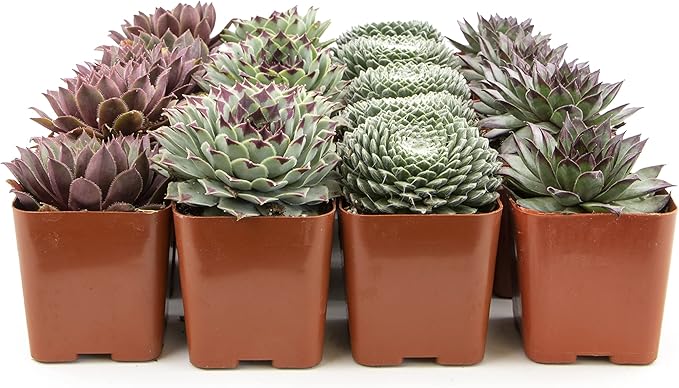 Succulent Plants | 20 Sempervivum Succulents | Rooted in Planter Pots with Soil | Real Live Indoor Plants | Gifts or Room Decor by Plants for Pets