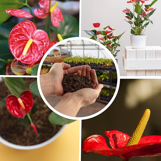 Anthurium Plant Potting Soil Mix (4 Quarts), Indoor Houseplant Custom Blend for Flowering Anthuriums