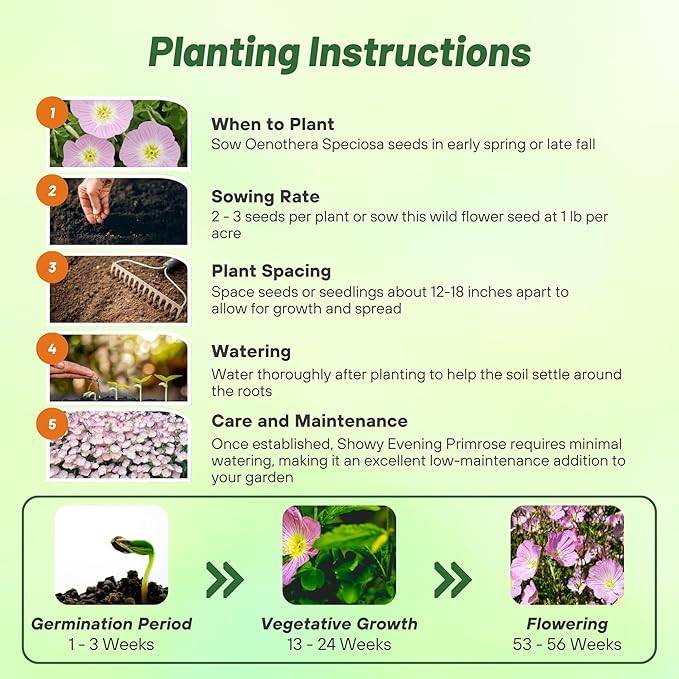 Outsidepride 5000 Seeds Perennial Oenothera Speciosa Showy Evening Primrose Wild Flower Seeds for Planting