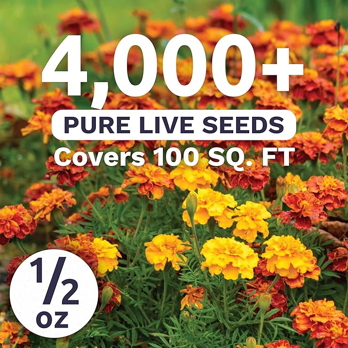 Marigold French Sparky - Large 1/2 Ounce Packet - 4,000 Flower Seeds for Planting - Tagetes patula