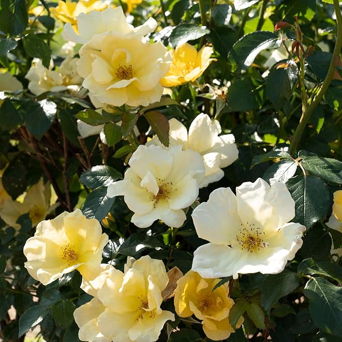 1 Gallon Knock Out Easy Bee-zy Rose Plant with Bright Yellow Flowers