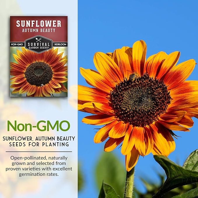 Survival Garden Seeds - Autumn Beauty Sunflower Seed for Planting - Packet with Instructions to Plant and Grow Beautiful and Colorful Flowers in Your Home Vegetable Garden - Non-GMO Heirloom Variety