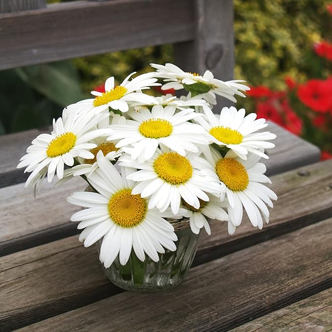 The Old Farmer's Almanac Daisy Seeds (Shasta Alaska) - Approx 700 Flower Seeds - Non-GMO, Premium, Open Pollinated
