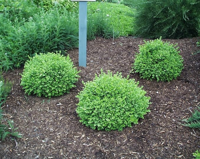 Buxus micro. jap. 'Green Velvet' (Boxwood) Evergreen, #3 - Size Container
