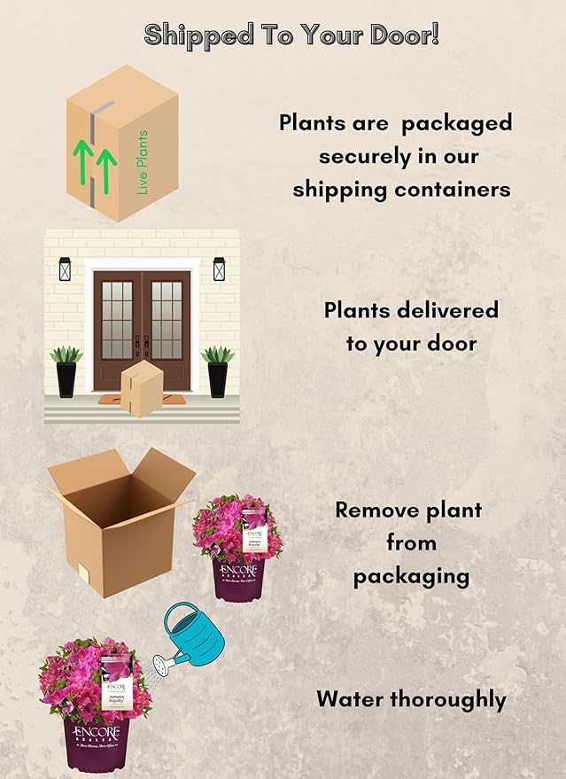 2 Gal. Autumn Royalty Shrub