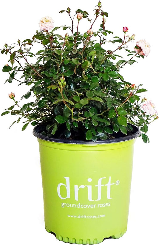 Drift Roses - Rosa Apricot Drift (Rose) Rose, Double Apricot flowers, #2 - Size Container
