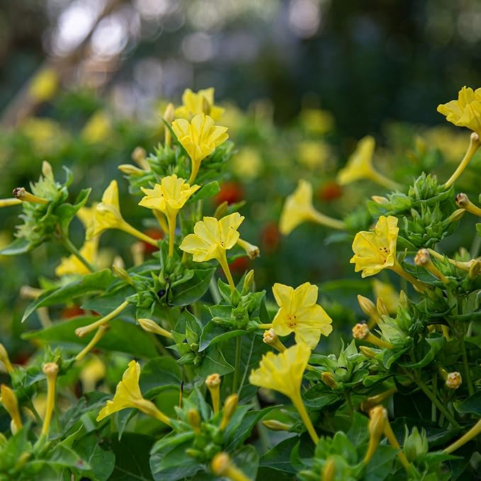 Outsidepride 1/4 lb. Perennial Mirabilis Jalapa Four O' Clock Yellow Flower Seeds for Planting