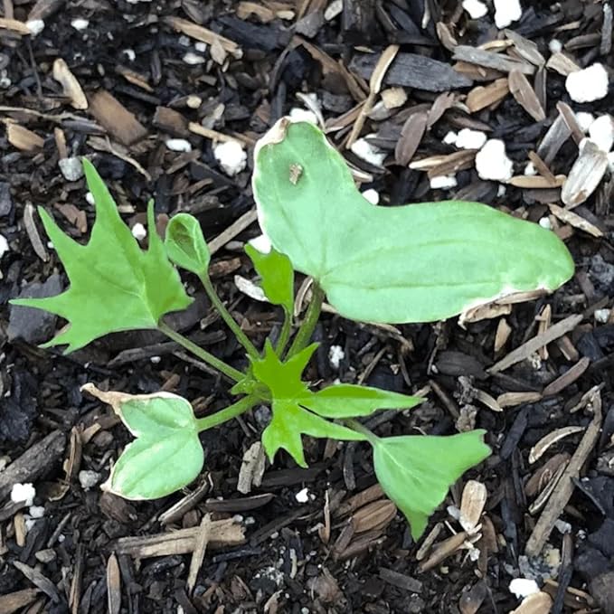 Seed Needs, Cardinal Climber Seeds - 100 Heirloom Seeds for Planting Ipomea Quamoclit - Open Pollinated & Untreated, Attracts Pollinators (2 Packs)