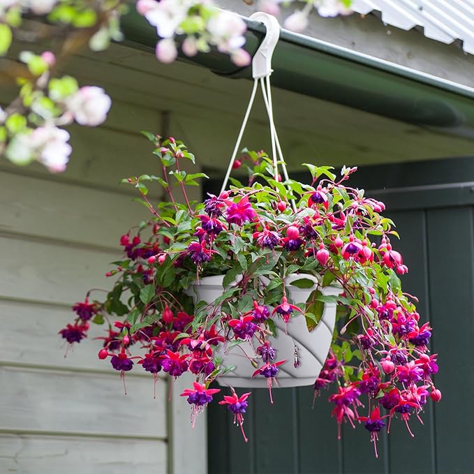 Tioncy 50 Pcs Plastic Hanging Planter Round Hanging Pot for Plants Containers with Hook Flower Plant Pots Holders for Outdoor Indoor Plant Balcony Garden Decor(Gray White)