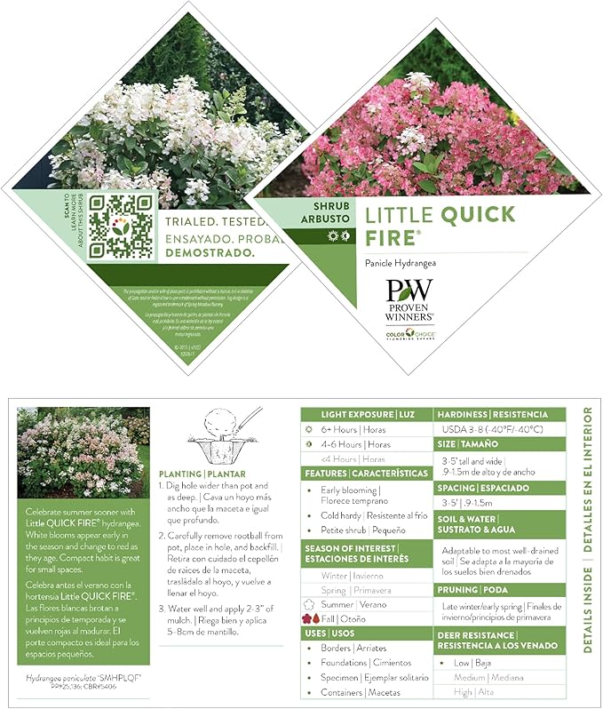 2 Gal Proven Winners Little Quick Fire Hydrangea, Rich Pink and Creamy White