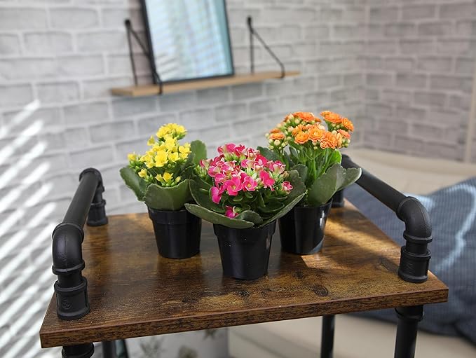 Kalanchoe Flower Plants 3PK, Desk Plant Decor, Live Succulent Gifts for Plant Lovers Gift Ideas, Kalanchoe Plants Live Houseplants Live Indoor, Live Succulents Plants Live Flowers by Plants for Pets