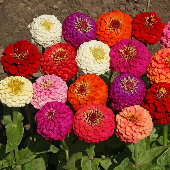 Outsidepride Zinnia Seeds - 1/4 Lb. Annual Blend of Hardy Compact Mixed Color Ball-Shaped Blooms for Planting in Outdoor Containers, Borders, Flower Beds, Cutting Gardens & Pollinator-Friendly Spaces
