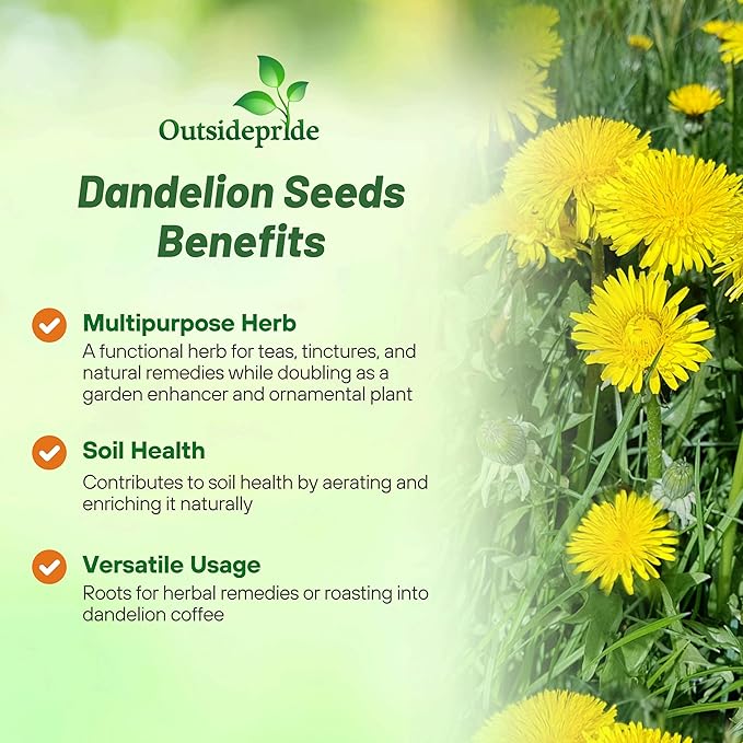 Outsidepride 5000 Seeds Perennial Taraxacum Officinale Dandelion Herb Garden Seeds for Planting