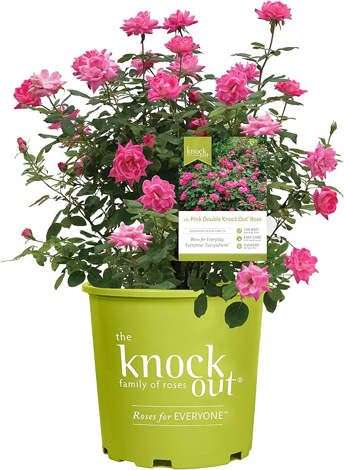 Green Promise Farms Rosa `Double Knock Out` (Reblooming) Rose, 3 Size Container, pink flower