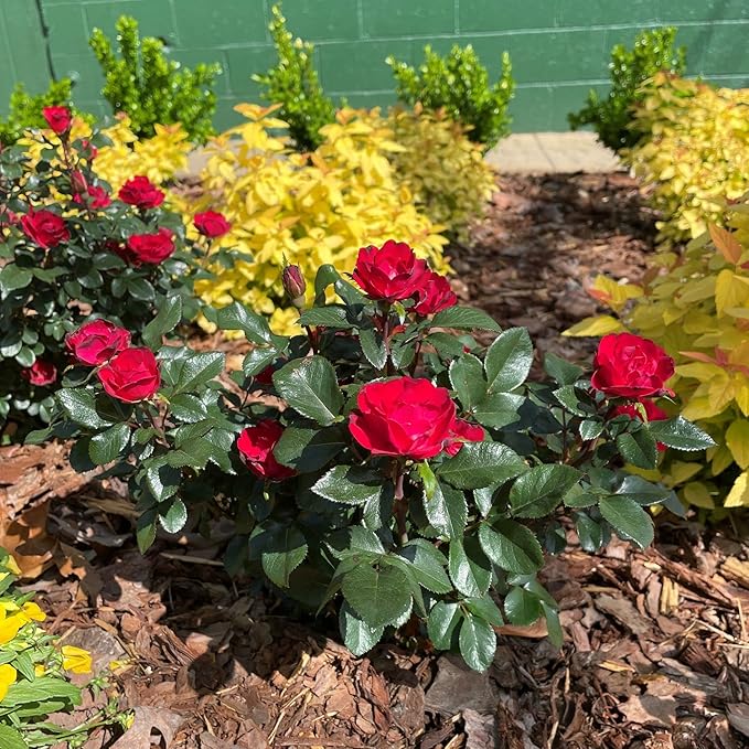 2 Quart Knock Out Rose Petite Shrub
