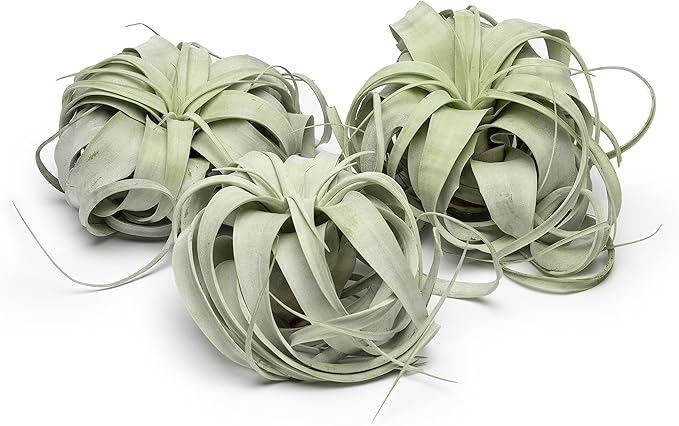 Tillandsia Xerographica Air Plant Set (3 Pack), Tillandsia Air Plants Live Large Indoor Plants Live Houseplants, Exotic Plants for Succulent Terrarium, Succulents Plants Live Plants by Plants for Pets