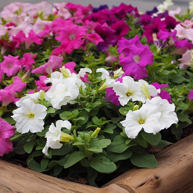 Outsidepride 5000 Seeds Annual Petunia Hybrida Flower Seed Mix for Planting