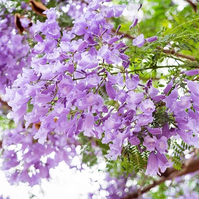 Blue Jacaranda Seeds Jacaranda Mimosifolia Stunning Ornamental Tree Vibrant Blue Flowers Drought Tolerant Low-Maintenance Attract Pollinators as Shade Tree in Parks, Gardens 30Pcs by YEGAOL Garden