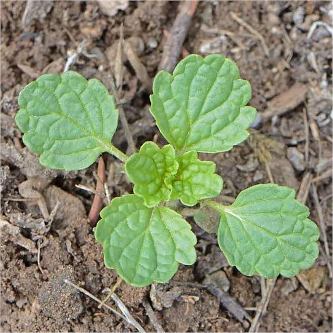 Seed Needs, Bells of Ireland Seeds - 400 Heirloom Seeds for Planting Molucella laevis - Green Bell Shaped Flowers, Perfect as a Cut Flower, Attracts Pollinators (1 Pack)