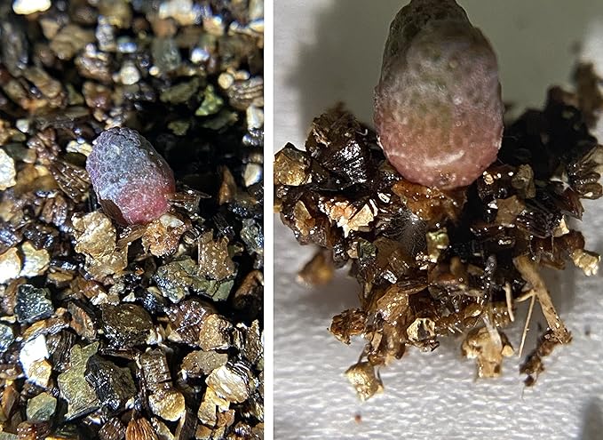 5QT Organic Vermiculite Granules for Plants and Gardening