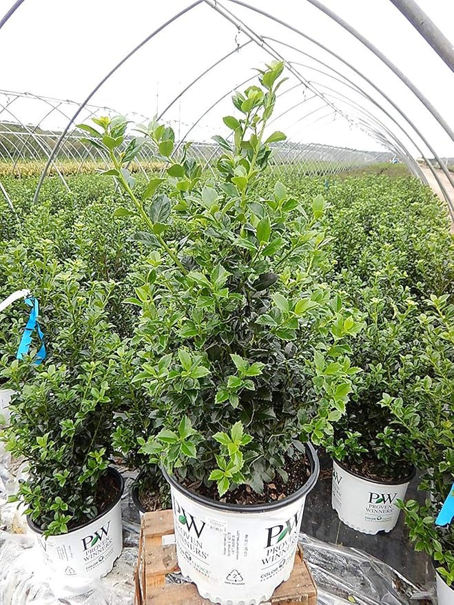 Proven Winners - Ilex x meserveae Castle Spire (Holly) Evergreen, , 3 - Size Container