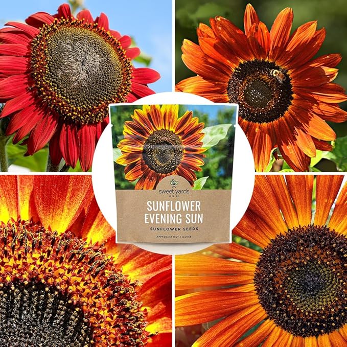 Evening Sun Sunflower Seeds - Extra Large 1 Ounce Packet - Over 1,200 Fresh Open Pollinated Non-GMO Flower Seeds - Helianthus annus - Large Glowing Blooms