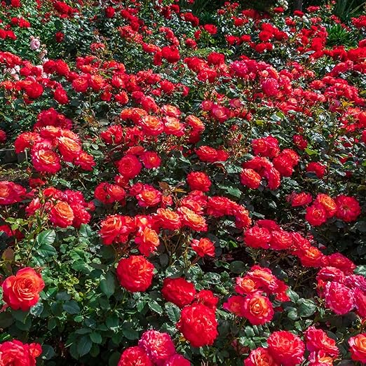 Perfect Rose Fertilizer – Premium Rose and Flower Fertilizer – Floral Nutrients for All Types of Flowers – Plant Fertilizer with Kelp for Soil and Hydroponic Flower Gardens