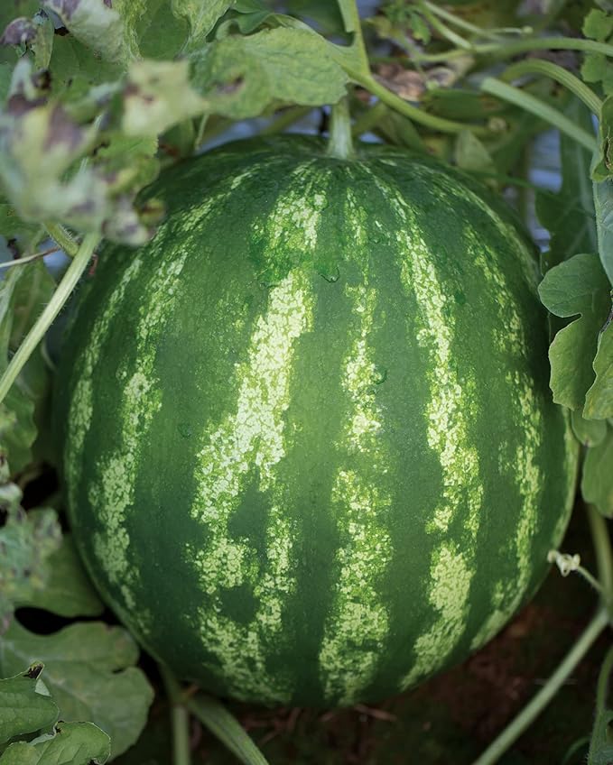 Burpee Crimson Sweet Watermelon Seeds 100 Seeds (Pack of 2)