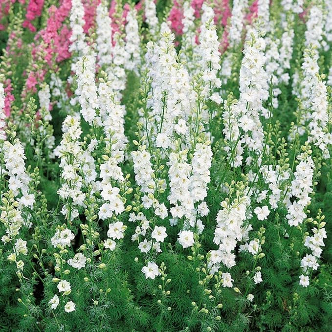 Outsidepride 2000 Seeds Delphinium White Larkspur Flower Seeds for Planting