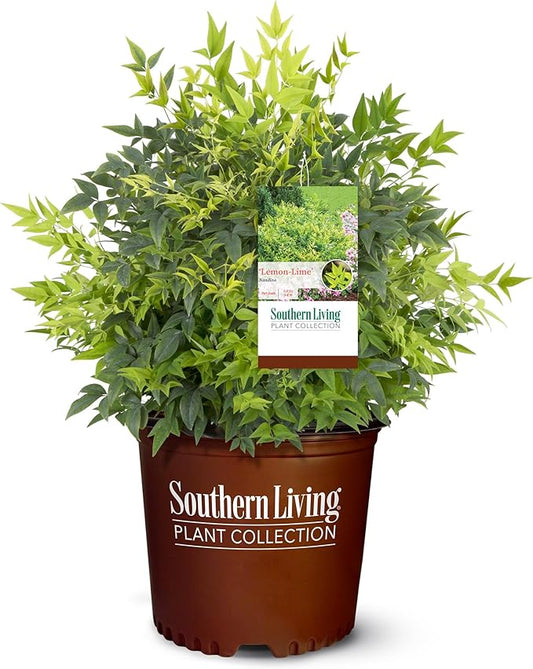 2 Gallon Southern Living Nandina Lemon Lime Shrub