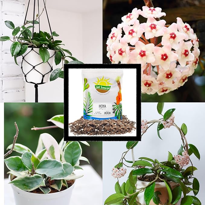 Hoya Plant Potting Soil Mix (8 Quarts), Custom Blend for Growing Hoya Tropical Houseplants