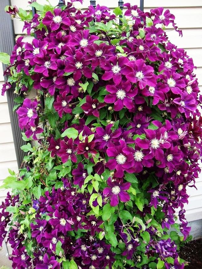 Mixed Clematis Seeds Flower Vine Perennial Flower 20 Pcs Seeds