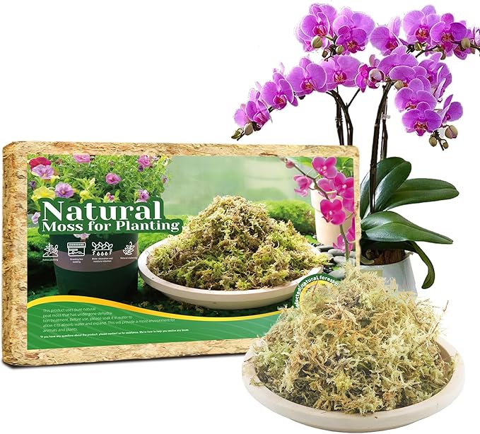 6Oz Sphagnum Moss for Plants Indoor, Premium Peat Moss for Reptiles Terrarium-6 Quarter, Natural Long Fiber Orchid Moss for Repotting Propagation Succulent Sarracenia Carnivorous Gardening